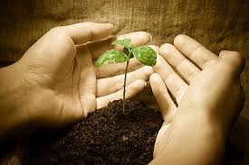 Hand & Seedling